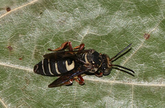 Triepeolus