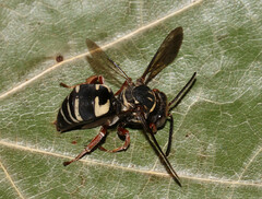 Triepeolus