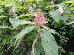 Miconia subcrustulata