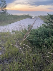 Sporobolus rigidus magnus