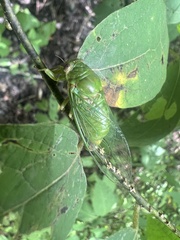 Okanagana viridis
