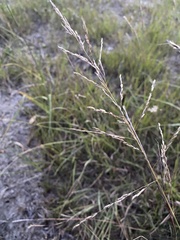 Sporobolus rigidus magnus