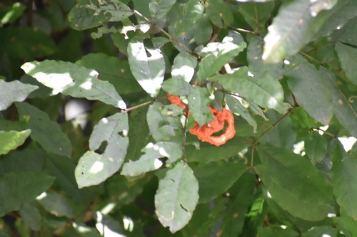 Cojoba rufescens, 2022-08-24