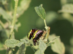 Calligrapha serpentina
