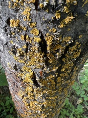Xanthomendoza fallax
