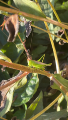 Conocephalus fasciatus