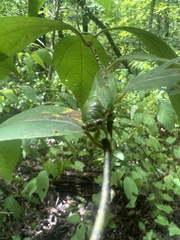 Okanagana viridis