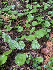 Maianthemum canadense