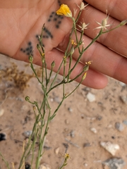 Linum puberulum