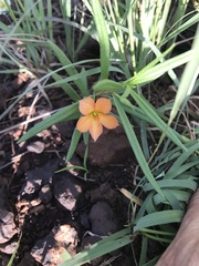 Talinum aurantiacum