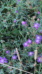 Centaurea jacea