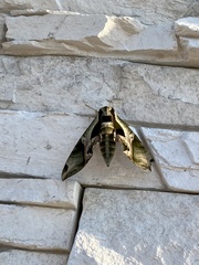 Eumorpha pandorus