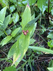 Maianthemum stellatum