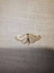 Idaea filicata