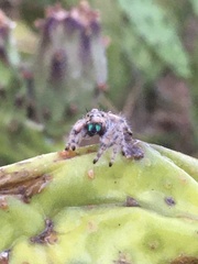 Phidippus californicus