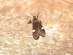 Aclytia punctata