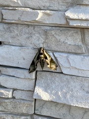 Eumorpha pandorus