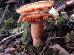 Lactarius deterrimus