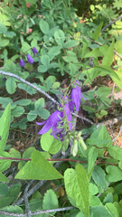 Campanula rapunculoides