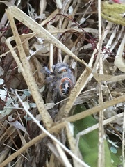 Phidippus californicus