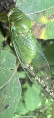 Okanagana viridis