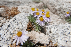 Erigeron pygmaeus