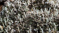 Cladonia floerkeana