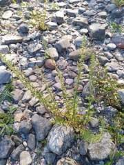 Dysphania ambrosioides