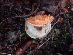 Lactarius deterrimus