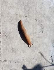 Deroceras reticulatum