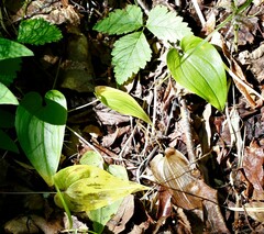 Maianthemum bifolium