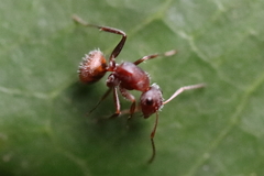 Camponotus planatus