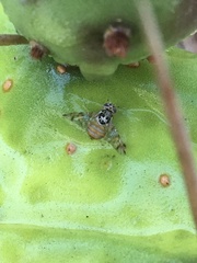 Ceratitis capitata