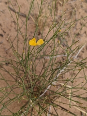 Linum puberulum