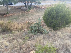 Opuntia lindheimeri