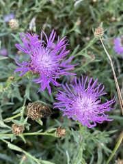 Centaurea jacea