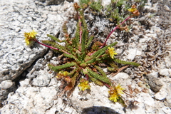 Ivesia lycopodioides