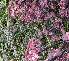 Anthidium oblongatum