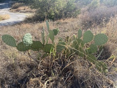 Opuntia lindheimeri