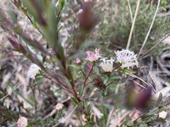 Pimelea linifolia