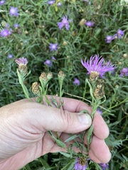 Centaurea jacea