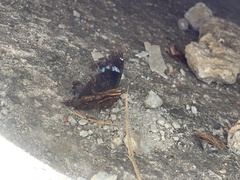 Kaniska canace