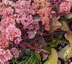 Anthidium oblongatum