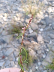 Persicaria minor