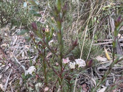 Pimelea linifolia