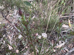 Pimelea linifolia