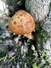 Hemistropharia