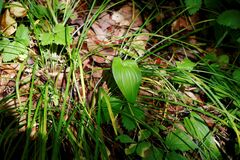 Maianthemum bifolium