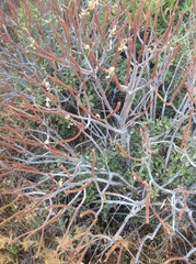 Euphorbia dendroides