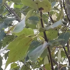 Populus balsamifera